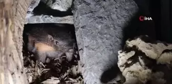 Türkiye'nin ilk armadillo yavrusu 3 buçuk ay önce dünyaya gözlerini açtı