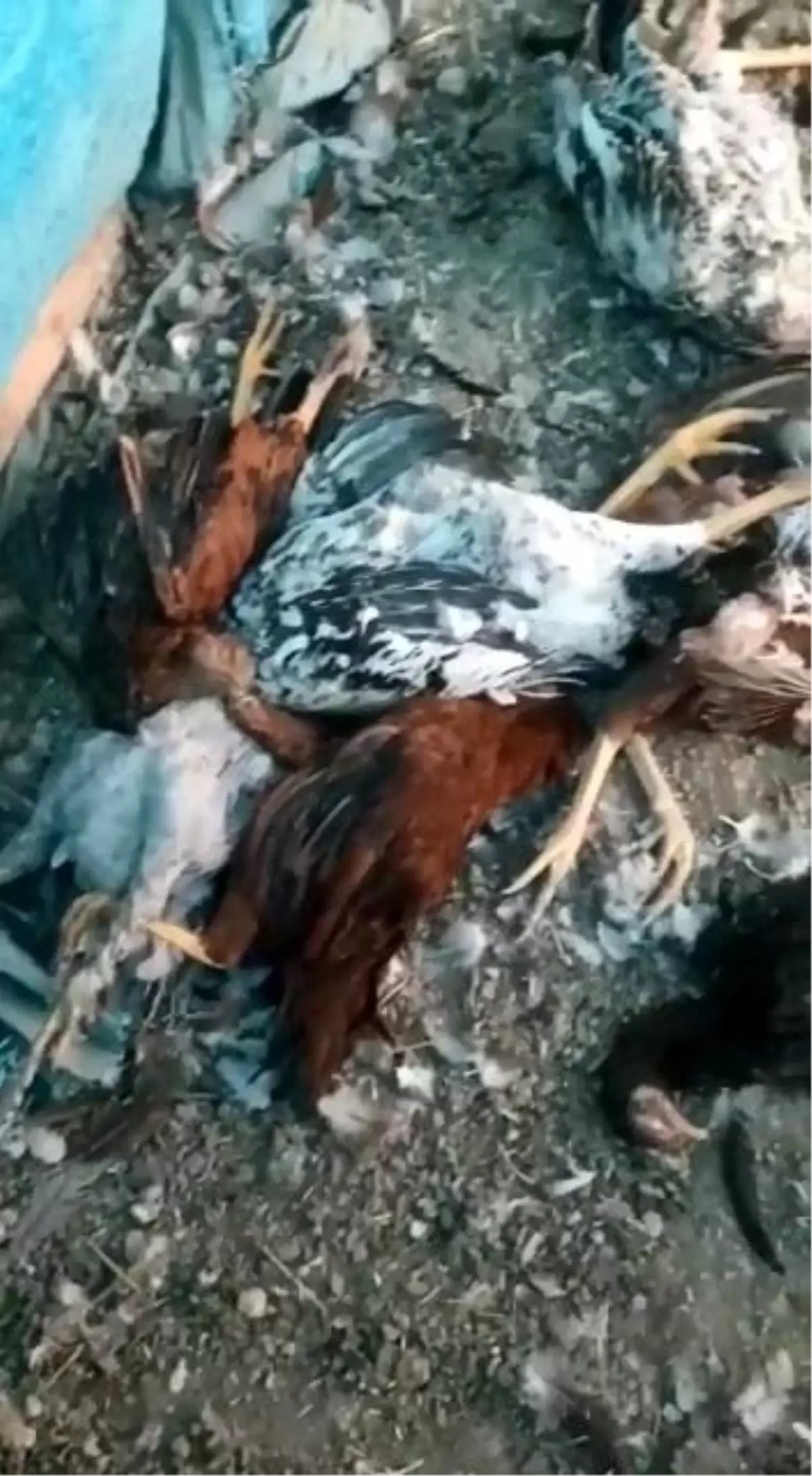 Uyanır uyanmaz kümesine giren çiftçi, önüne çıkan manzarayı görünce çaresizce ağladı