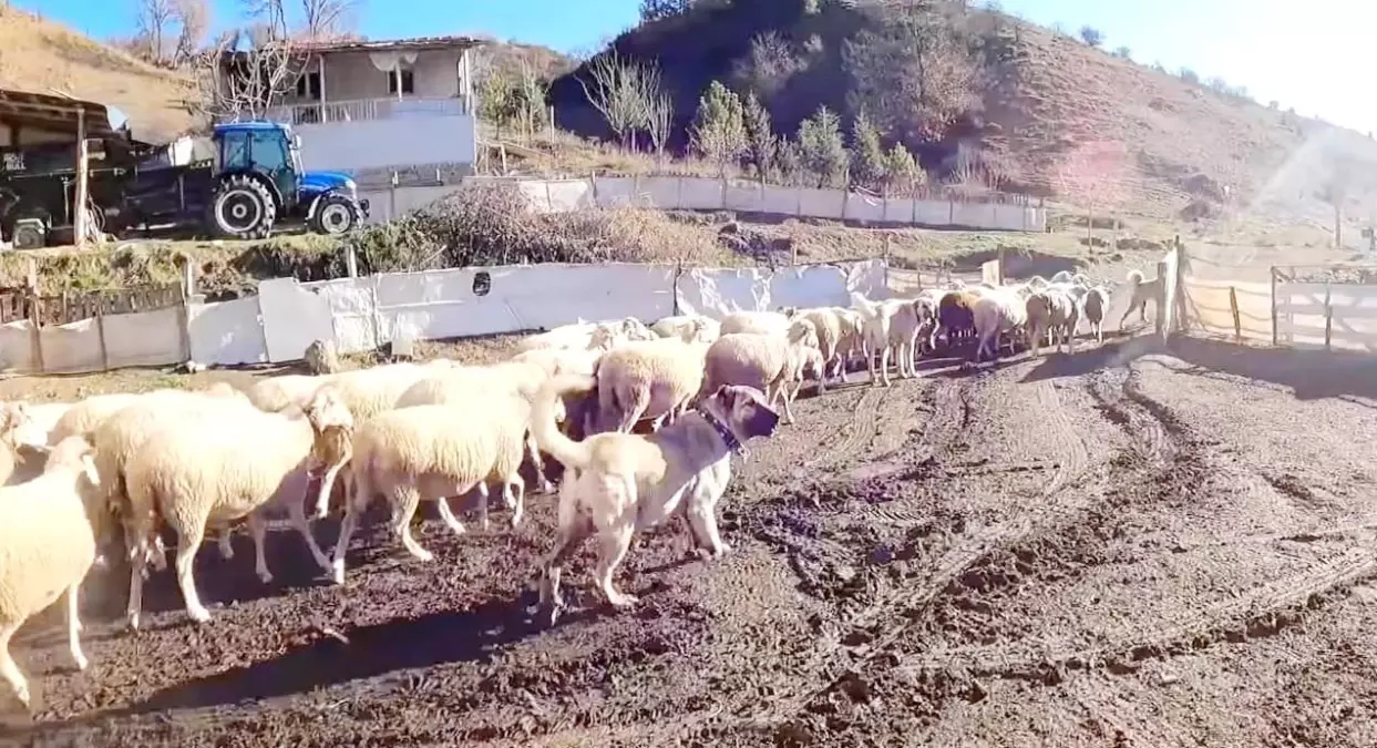 Bu sürünün çobanı sadece köpekler