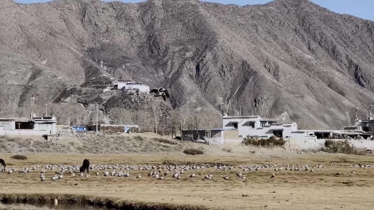 Kışı Geçirmek İsteyen Kuşlar Çin\'in Güneybatısındaki Lhasa\'ya Akın Etti