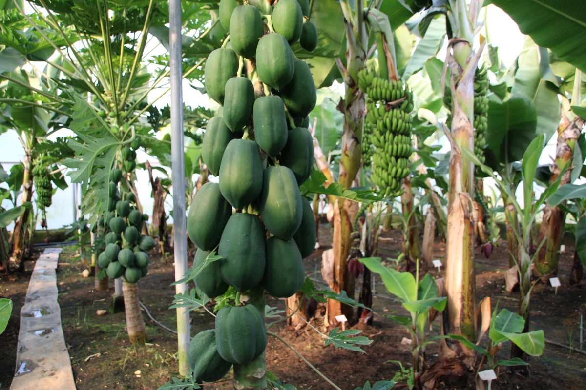 Mersin\'de araştırma enstitüsündeki serada yetiştirilen papaya meyve verdi
