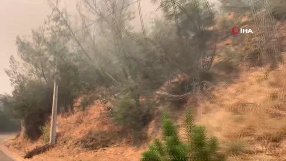 Şili\'de orman yangını: 4 bin hektardan fazla alan kül oldu
