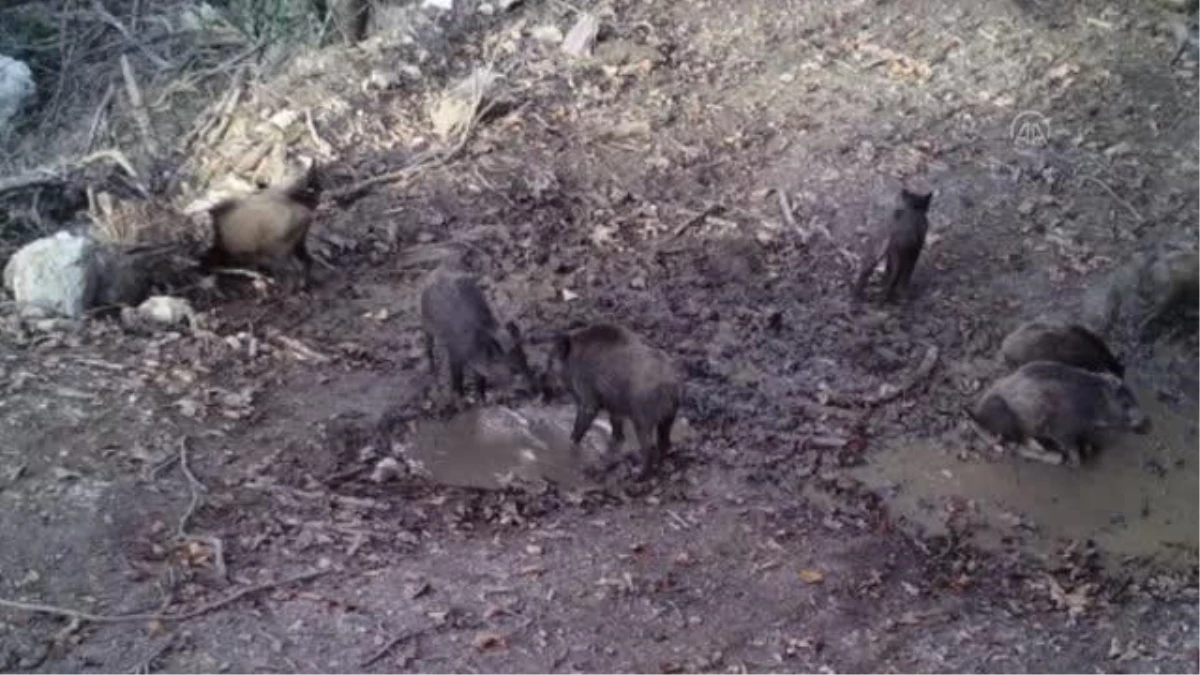 Yaban domuzlarının çamur banyosu fotokapana yansıdı