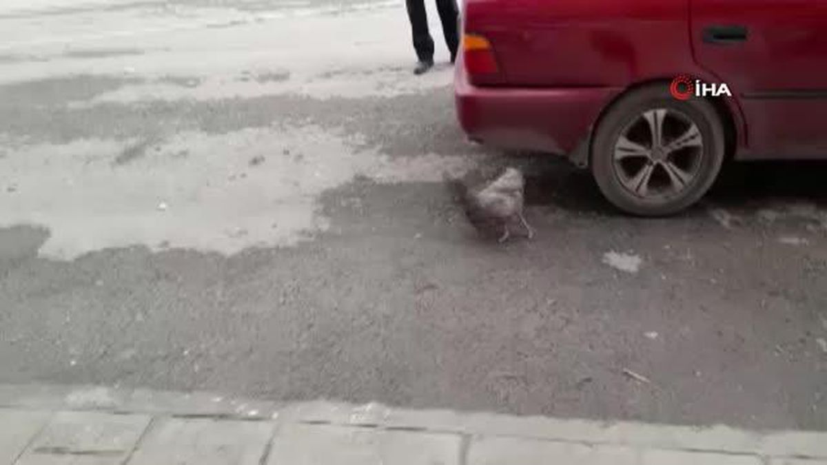 Elinden kaçırdığı tavuğu yakalamak için dakikalarca uğraştı...Gülümseten anlar kamerada