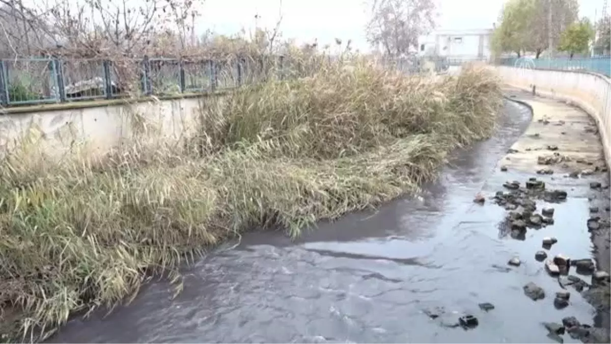 GAZİANTEP - Nizip Çayı\'nda balık ölümleri görüldü