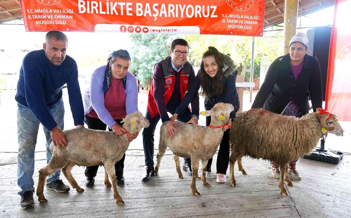 Muğlalı kadın üreticilere Bin 300 koyun, 52 koç dağıtıldı