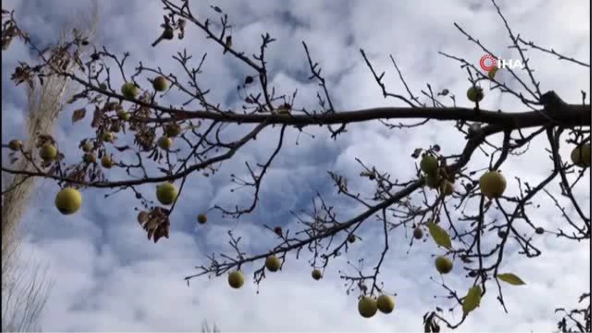 Sivas\'ta Aralık ayında dalından elma toplandı