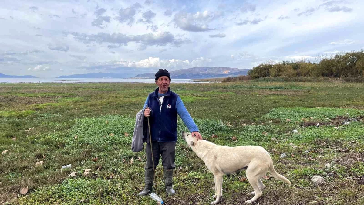 Suları çekilen İznik Gölü\'nde artık koyunlar otluyor