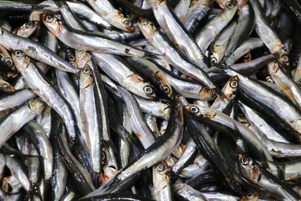 Tekirdağ\'da hamsi tezgahları süslüyor