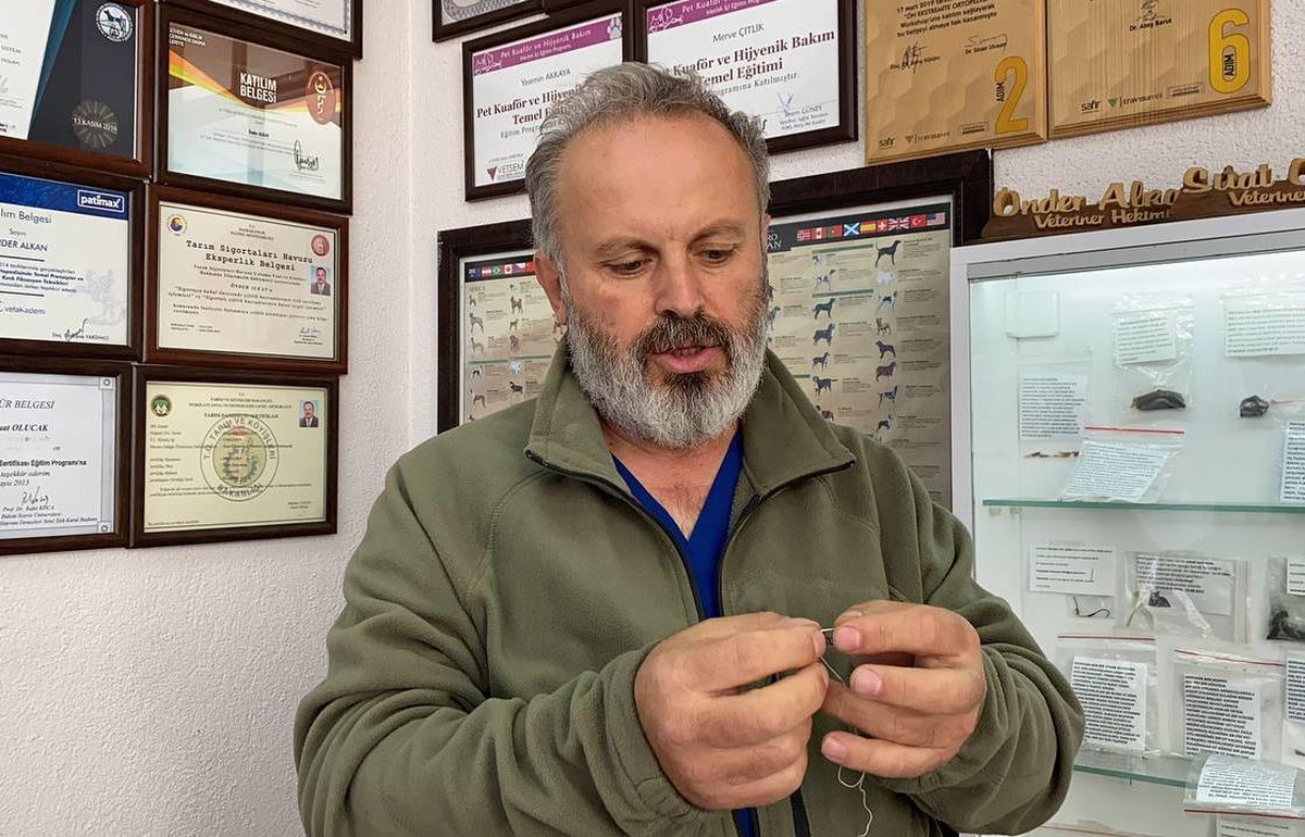Zonguldak\'ta yavru kedinin yuttuğu dikiş iğnesi endoskopiyle çıkarıldı