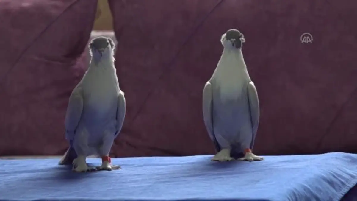 DİYARBAKIR - 100\'ü aşkın güvercin podyuma hazırlanıyor