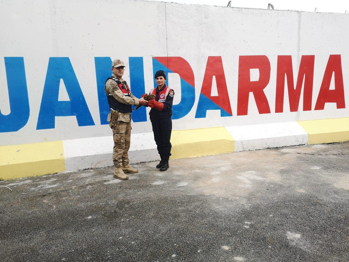 Kilis\'te yaralı bulunan şahin tedavisinin ardından doğaya salınacak
