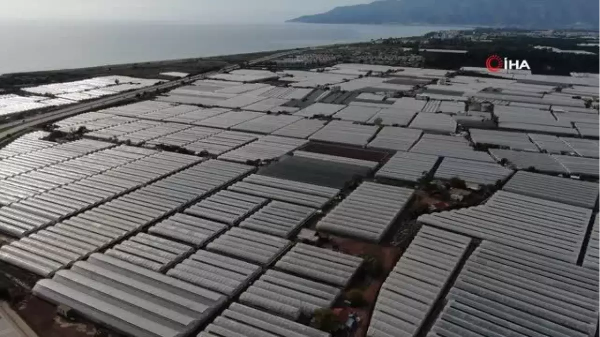 Kumluca'da çiftçiler selden zarar gören ürünlerini zorlu kurtarma mesaisi