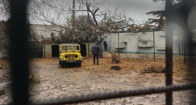 Türkiye'nin göbeğinde aslan paniği! Kafesinden kaçtı, mahalleli korkudan küçük dilini yuttu