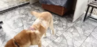 Üzerine kaynar su dökülen sahipsiz köpek tedaviye alındı