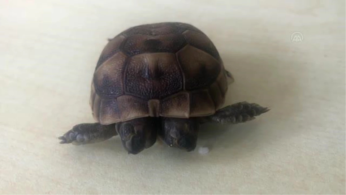 Antalya\'da bulunan çift başlı kaplumbağa yavrusu korumaya alındı
