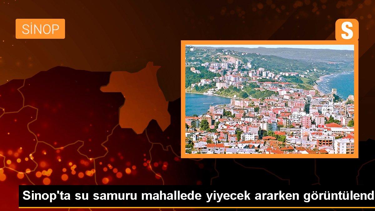 Sinop\'ta su samuru mahallede yiyecek ararken görüntülendi