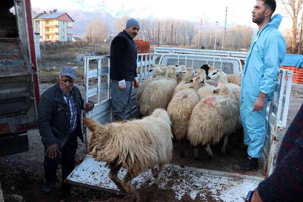Tunceli\'de 16 üreticiye 400 koyun dağıtıldı