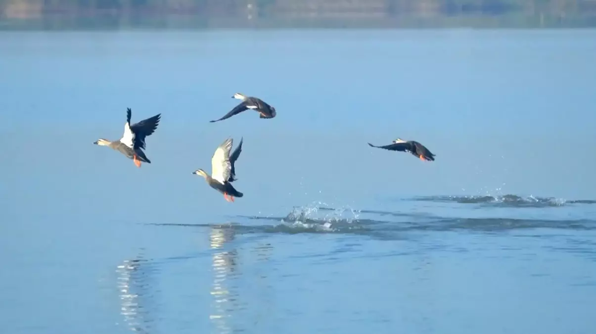 Wwf: Dünya Cop15\'te Doğa İçin "Paris" Tarzı Bir Anlaşma Sağlamalı