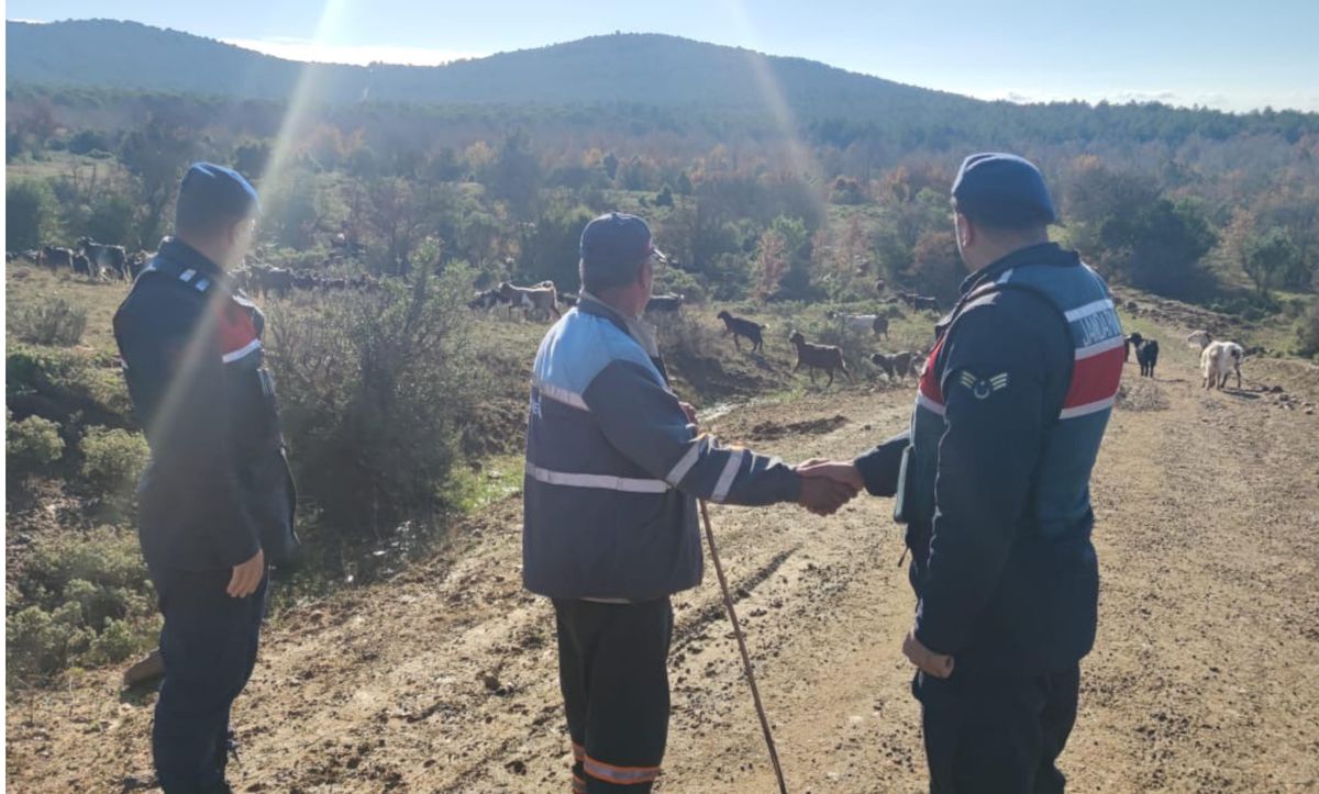 Yalova\'da kayıp 400 küçükbaş hayvanı jandarma buldu