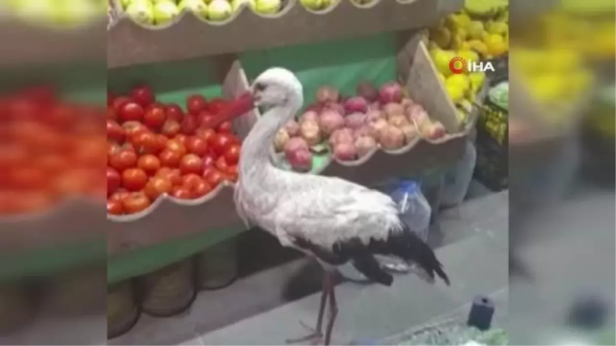 Yaralı halde bulunan leyleğe esnaf sahip çıktı