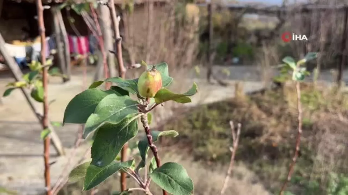 Aralık ayında elma ağacı 2'nci kez meyve verdi