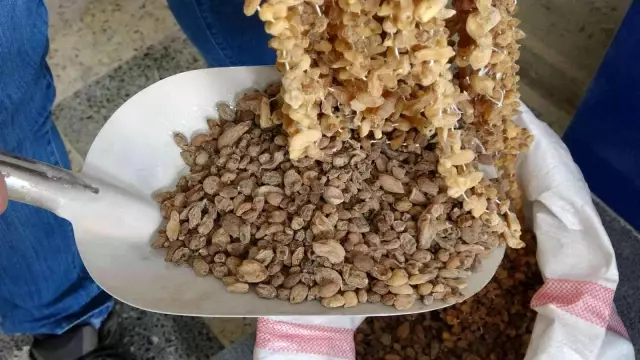 Doğada çok zor bulunuyor, kilosu 3 bin liradan satılıyor