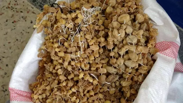 Doğada çok zor bulunuyor, kilosu 3 bin liradan satılıyor