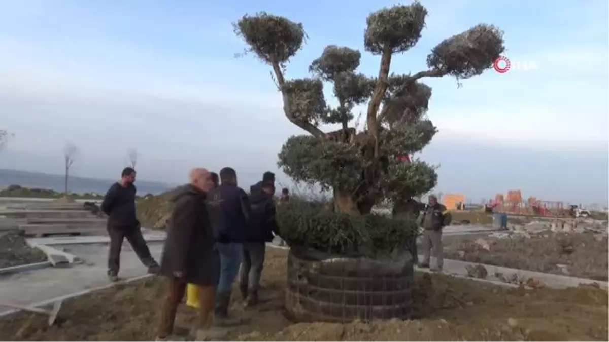 Millet Bahçesi'ne 350 yıllık zeytin ağacı dikildi