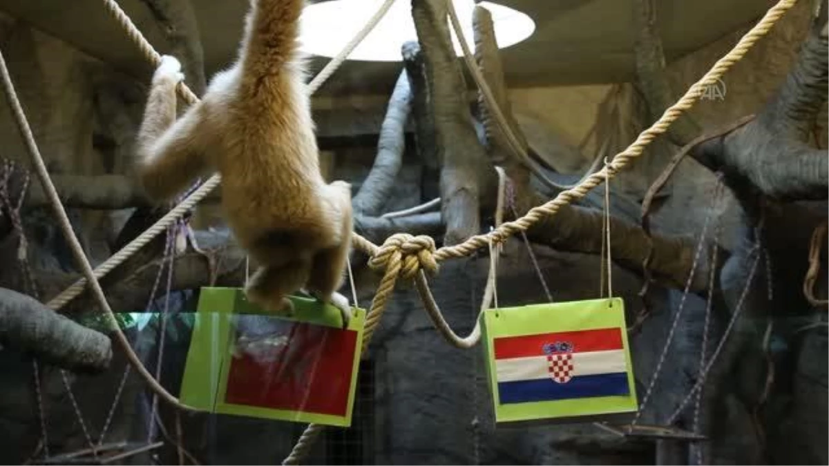 Zagreb\'deki "kuracı maymun Kent" yeniden Hırvatistan\'ı seçti