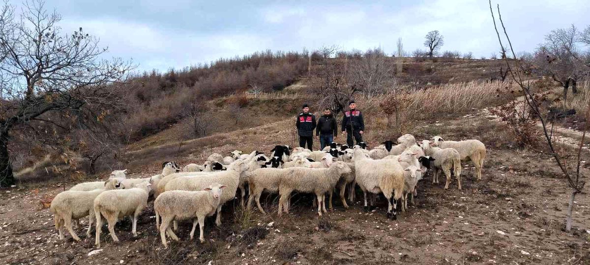 Aydın Köşk\'te kaybolan 50 koyun, İzmir Ödemiş\'te bulundu