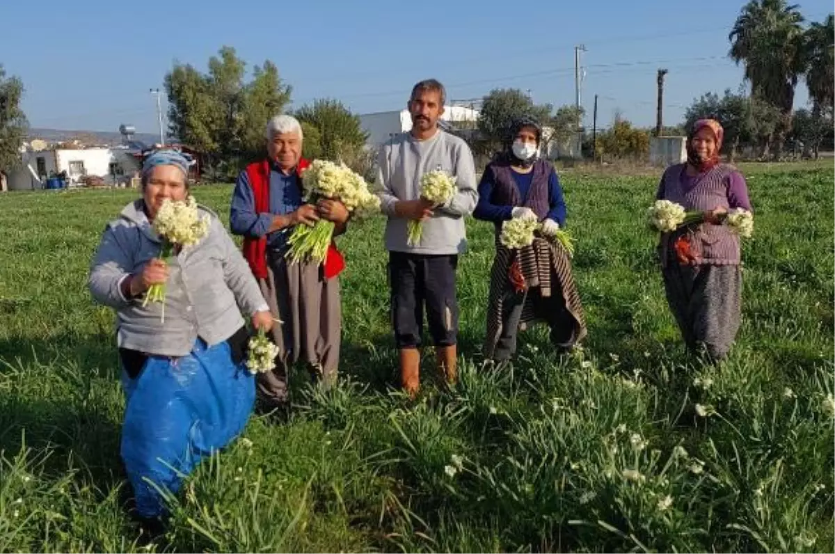 ÇİLEK DİYARINDA NERGİSLER ERKEN AÇTI