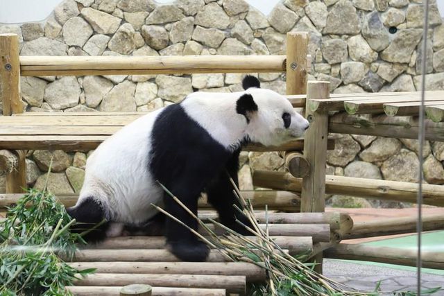 Dev Panda Eimei, Çin-Japonya Dostluk Elçisi Olarak Atandı
