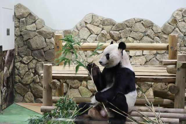 Dev Panda Eimei, Çin-Japonya Dostluk Elçisi Olarak Atandı