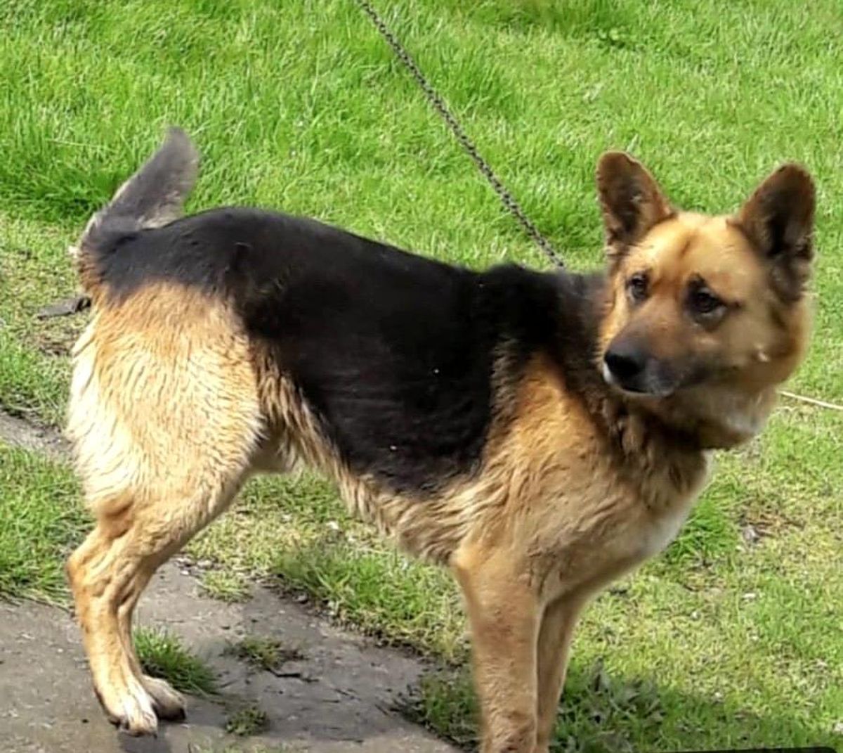 Kayıp köpeğini bulana para ödülü verecek