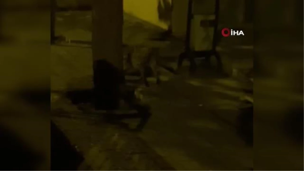 Şehir merkezine inen tilki kediye kovalarken böyle görüntülendi