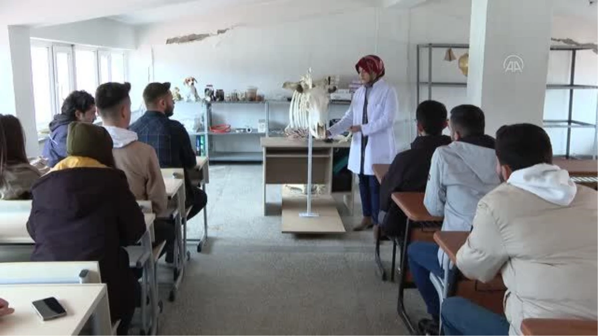 Veterinerlik öğrencileri uygulamalı ders için sığır iskeleti yaptı