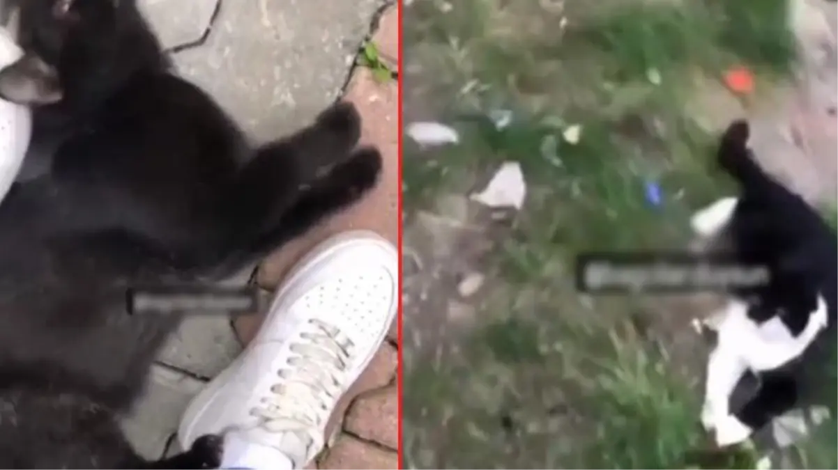 İstanbul'da korkunç manzara! Onlarca kedinin bacağını 'büyü' için kesmişler