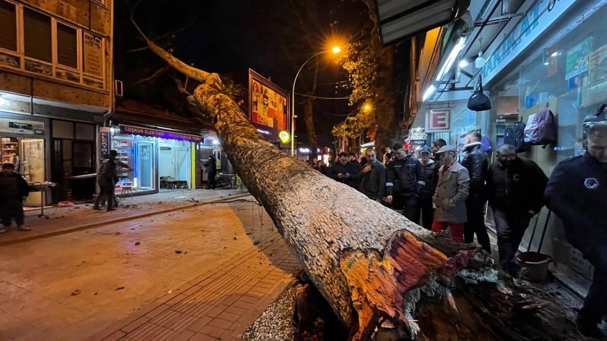 Bursa\'da 40 metrelik çınar ağacı dükkanların üzerine devrildi