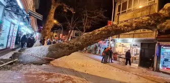 Devrilen ağaç iş yerlerine zarar verdi (2)
