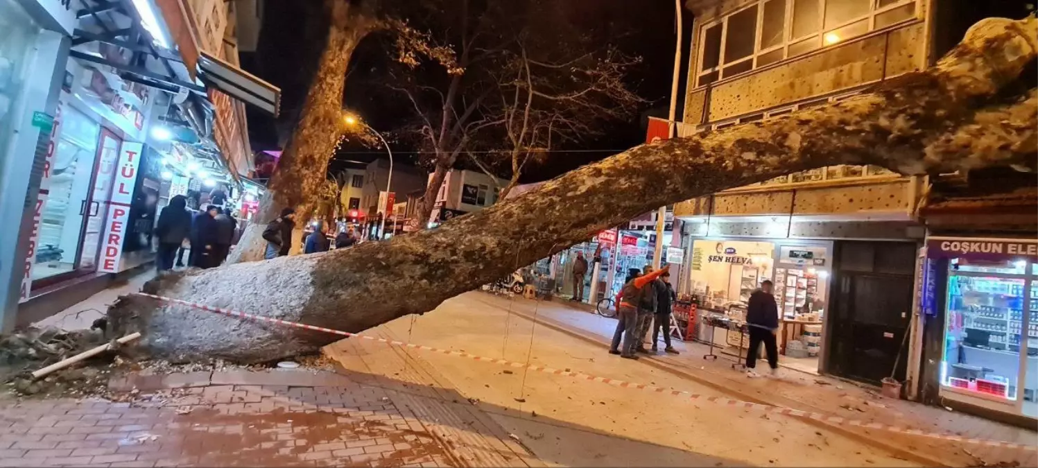Devrilen ağaç iş yerlerine zarar verdi (2)