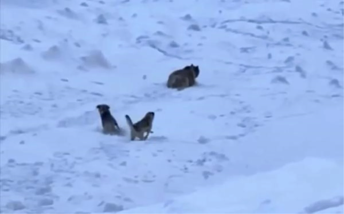 KARLI DAĞA TIRMANAN DAĞCILARI, AYI SALDIRISINDAN KANGAL KÖPEKLERİ KURTARDI