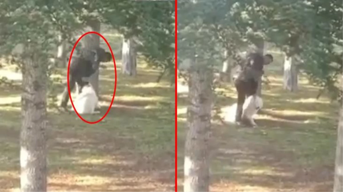 Kayseri\'de parktaki köpeğe sopa ve yumrukla saldıran şahıs, adresine düzenlenen operasyonla gözaltına alındı