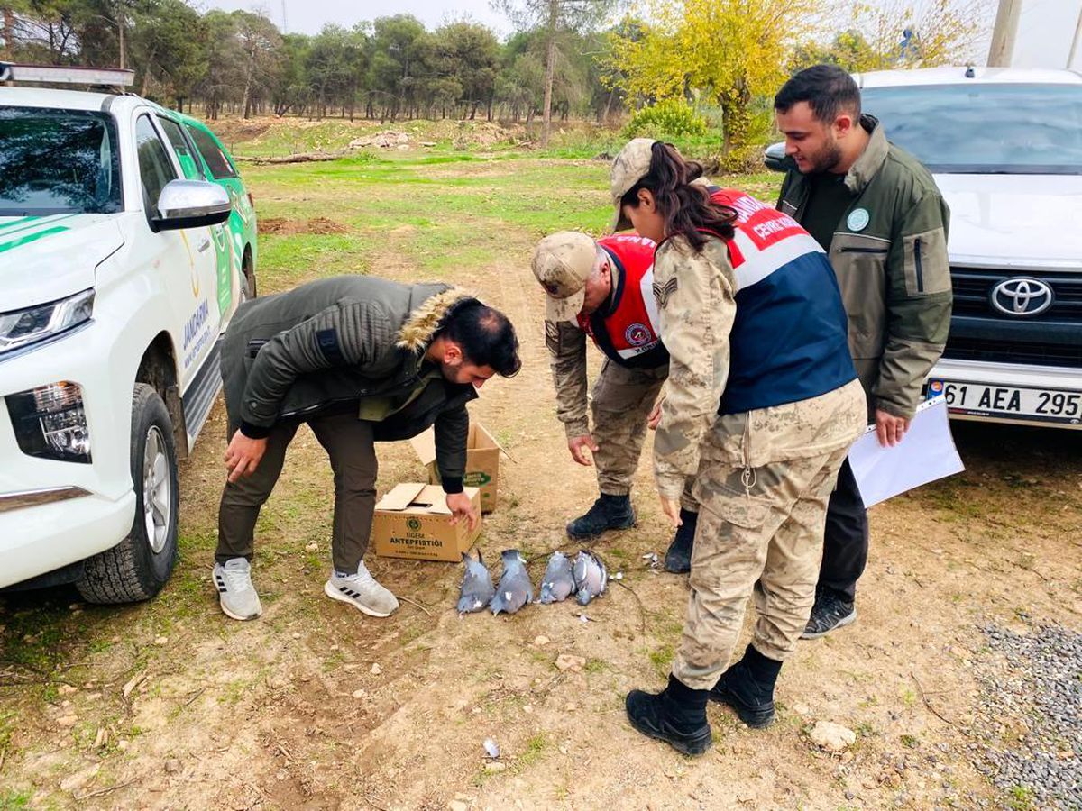 Şanlıurfa\'da kaçak avlanan yarım ton balık ele geçirildi
