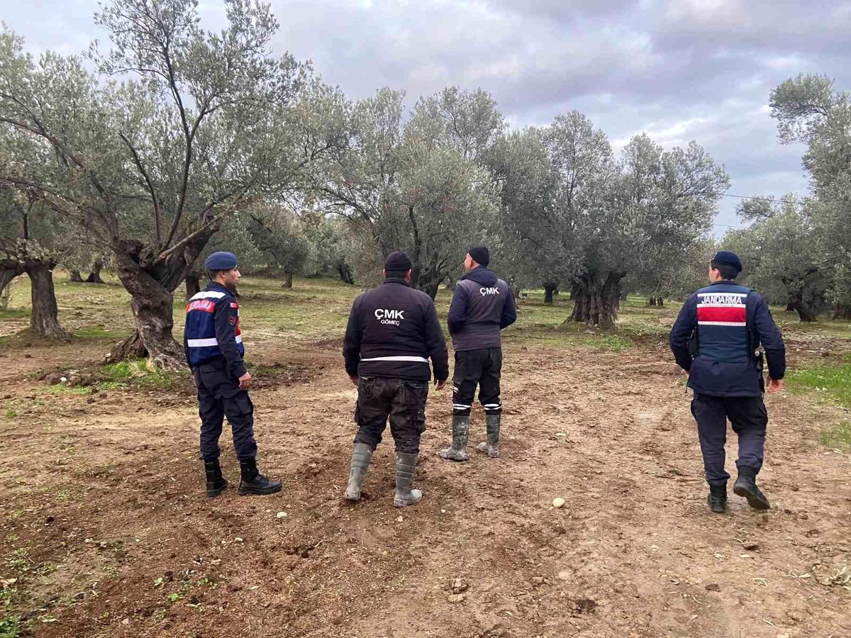Balıkesir\'de zeytin hırsızlığına karşı önlemler sürüyor
