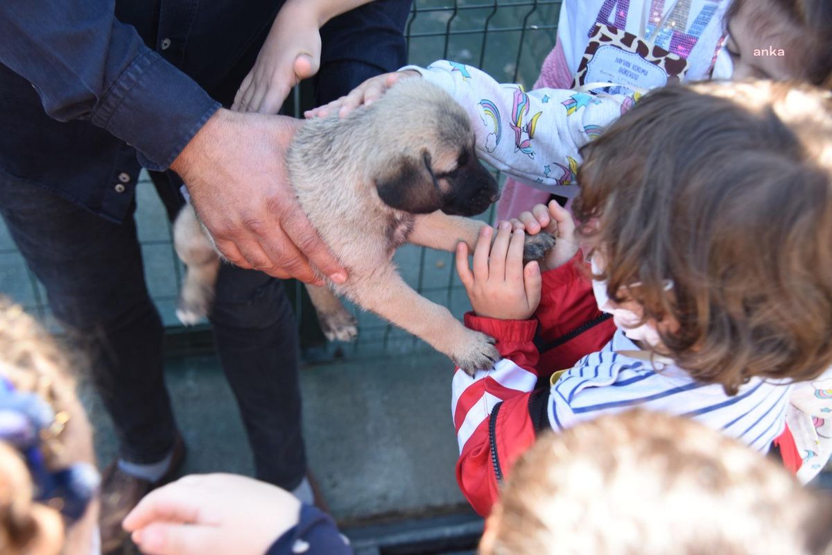 Bilecik Belediyesi\'nden Evde Bakılan Kedi ve Köpekler İçin Mikroçip Uyarısı