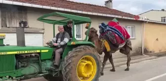 Devesini güreşlere traktör ile hazırlıyor
