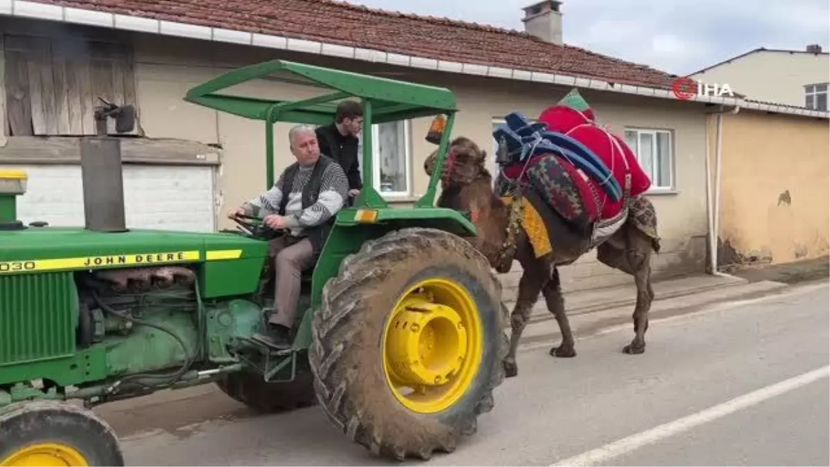 Devesini güreşlere traktör ile hazırlıyor