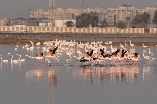 Flamingolar Kışı Geçirmek İçin Mısır'a Gelmeye Başladı