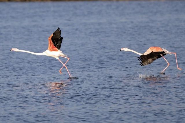 Flamingolar Kışı Geçirmek İçin Mısır'a Gelmeye Başladı